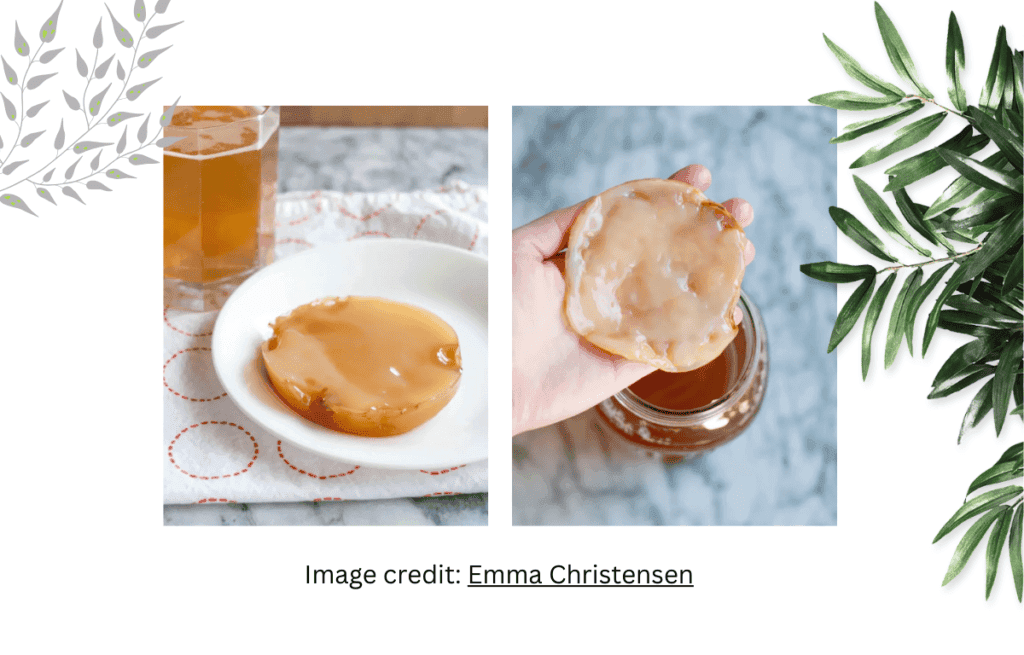 scoby make at home best kombucha starter kit